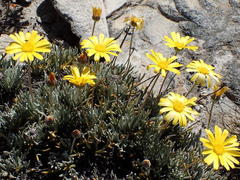 Euryops othonnoides