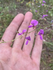 Desmodium obtusum