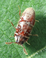 Trixagus carinicollis