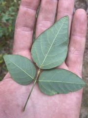 Desmodium obtusum