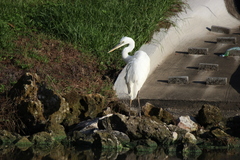 Ardea herodias occidentalis