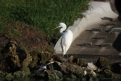 Ardea herodias occidentalis