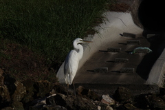 Ardea herodias occidentalis