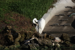 Ardea herodias occidentalis