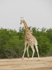 Giraffa camelopardalis peralta