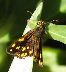 Metisella metis paris