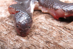 Atractaspis duerdeni