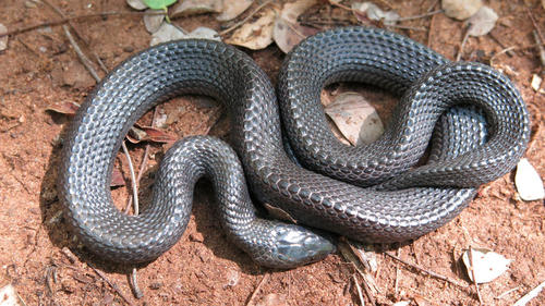 Black File Snake