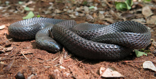 Black File Snake
