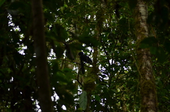 Cephalopterus penduliger
