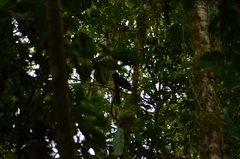 Cephalopterus penduliger