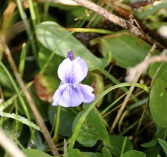 Viola adunca adunca