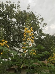 Erythrostemon mexicanus