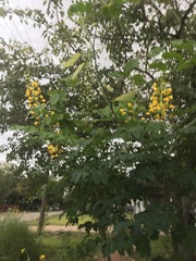 Erythrostemon mexicanus