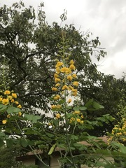 Erythrostemon mexicanus