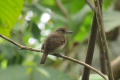 Thamnophilus murinus