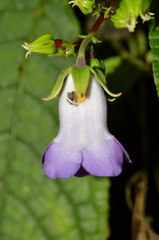 Monopyle ecuadorensis