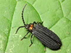 Lopheros fraternus