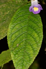 Monopyle ecuadorensis