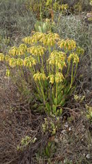 Cotyledon campanulata
