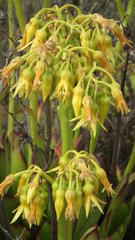 Cotyledon campanulata