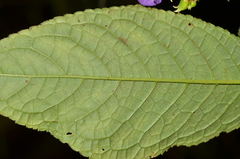 Monopyle ecuadorensis