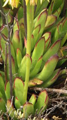 Cotyledon campanulata