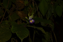 Monopyle ecuadorensis