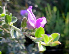 Podalyria burchellii