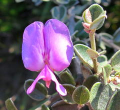 Podalyria burchellii