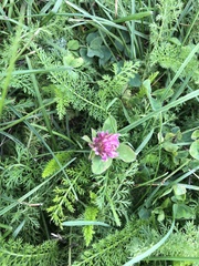 Trifolium pratense