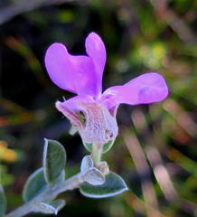 Podalyria burchellii