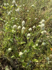 Gomphrena nitida