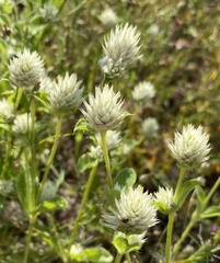 Gomphrena nitida