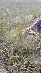 Poa interior