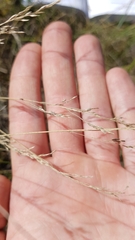 Poa interior