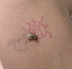 Calligrapha verrucosa