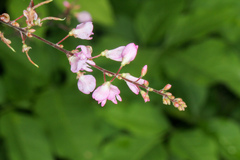 Hylodesmum glutinosum