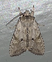 Lithophane patefacta