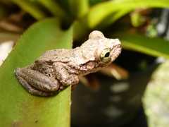 Osteocephalus oophagus