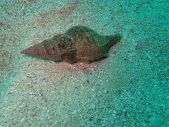 Africofusus ocelliferus