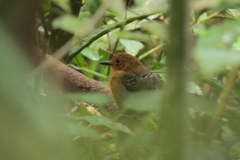 Willisornis poecilinotus