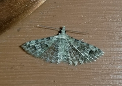 Alucita montana