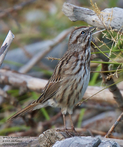 Song Sparrow photographed in Wyoming