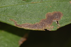 Nemorimyza posticata