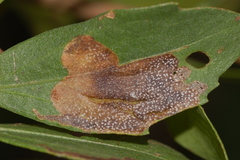 Nemorimyza posticata