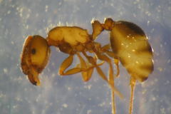 Tetramorium moravicum