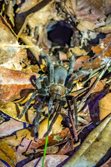 Selenocosmia