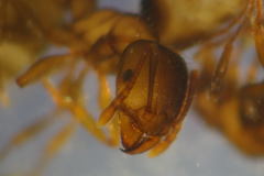 Tetramorium moravicum