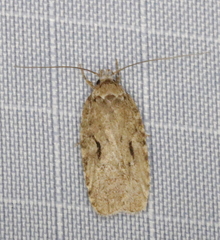Agonopterix curvilineella